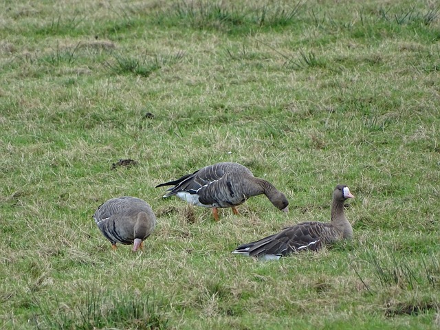勇士以微弱 勇士以微弱